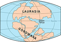 História da Nova Zelândia Gondwana 